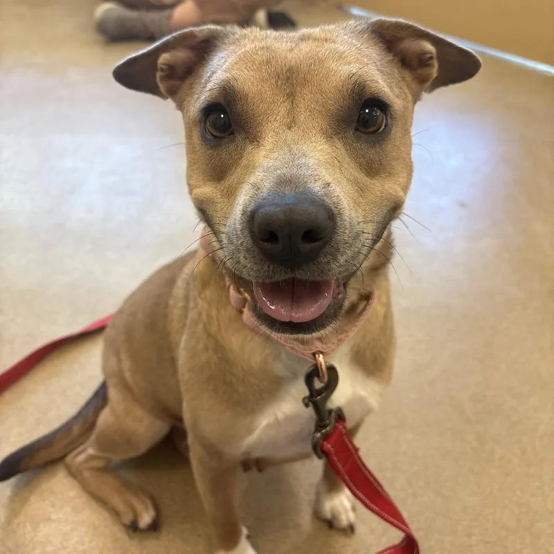 An adult medium-sized female Pit Bull Terrier dog named Kaylie for adoption in Eatontown, NJ