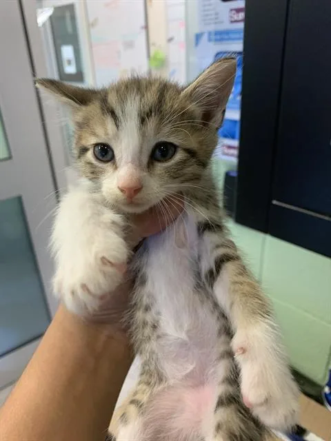 A baby small-sized male Domestic Short Hair cat named Pasketti for adoption in Grand Prairie, TX