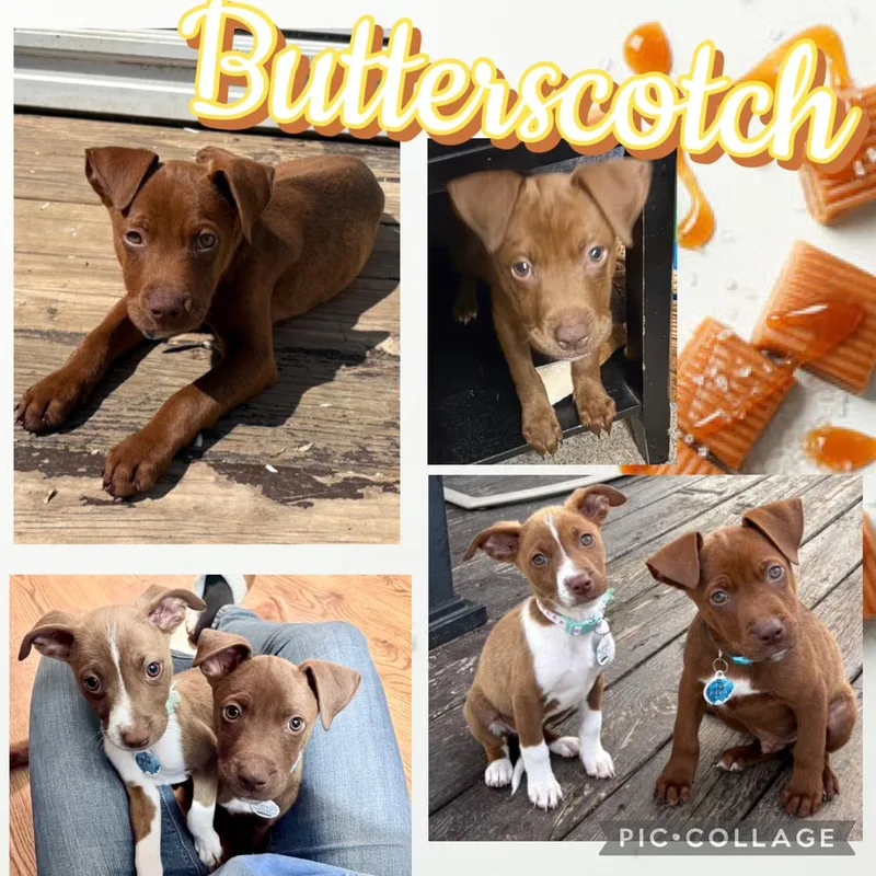 Butterscotch thumbnail 2