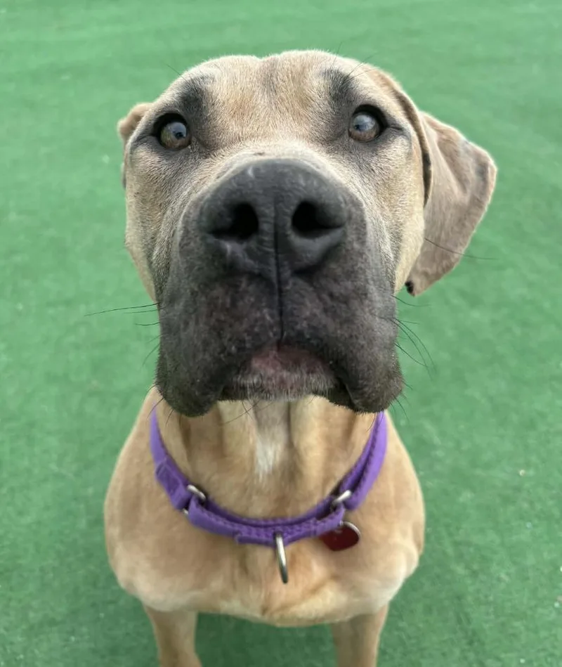 A young large-sized male Cane Corso dog named Scooby Doo for adoption in Warren, MI