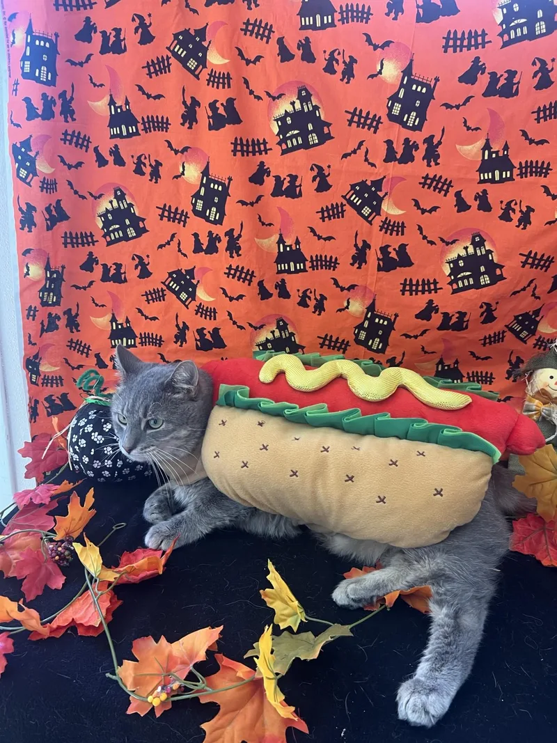 An adult medium-sized male Tabby (Gray / Blue / Silver) Domestic Short Hair cat named Loco for adoption in Upper Sandusky, OH