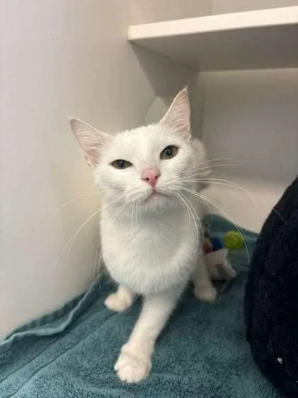 An adult small-sized female Domestic Short Hair cat named Lotto for adoption in Manteo, NC