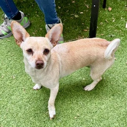 A young small-sized female Mixed Breed dog named Tilly for adoption in Oakland, CA