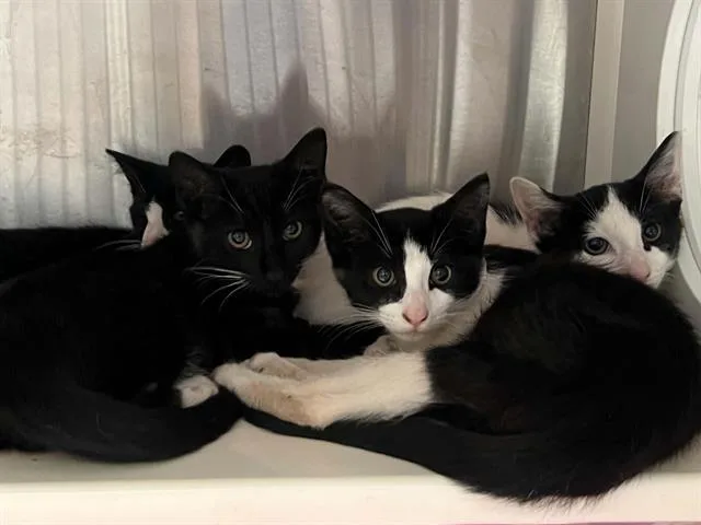 A baby small-sized male Domestic Short Hair cat named Jeff for adoption in Tustin, CA