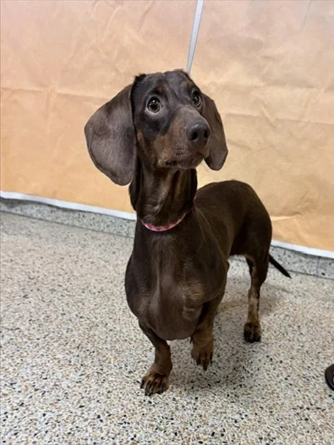 Bella