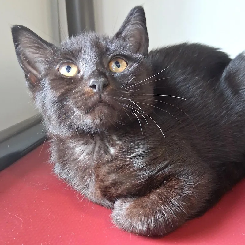 A young small-sized female Black Domestic Short Hair cat named Ainsley for adoption in Belmont, NY