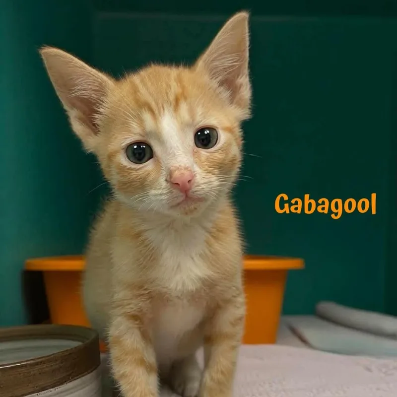 A baby small-sized male Orange / Red American Shorthair cat named Gabagool for adoption in Oak Ridge, TN