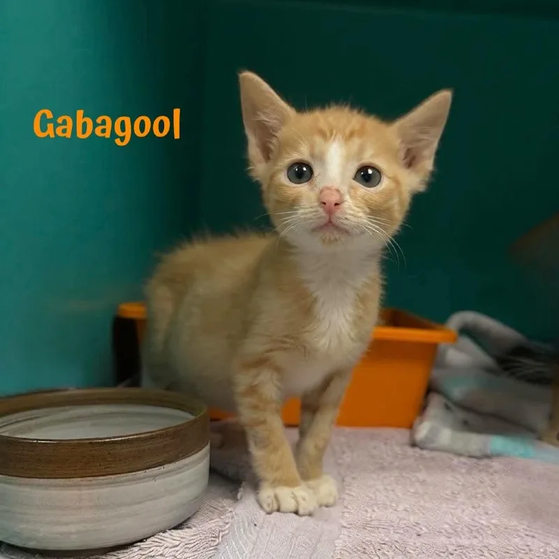 Gabagool thumbnail 3