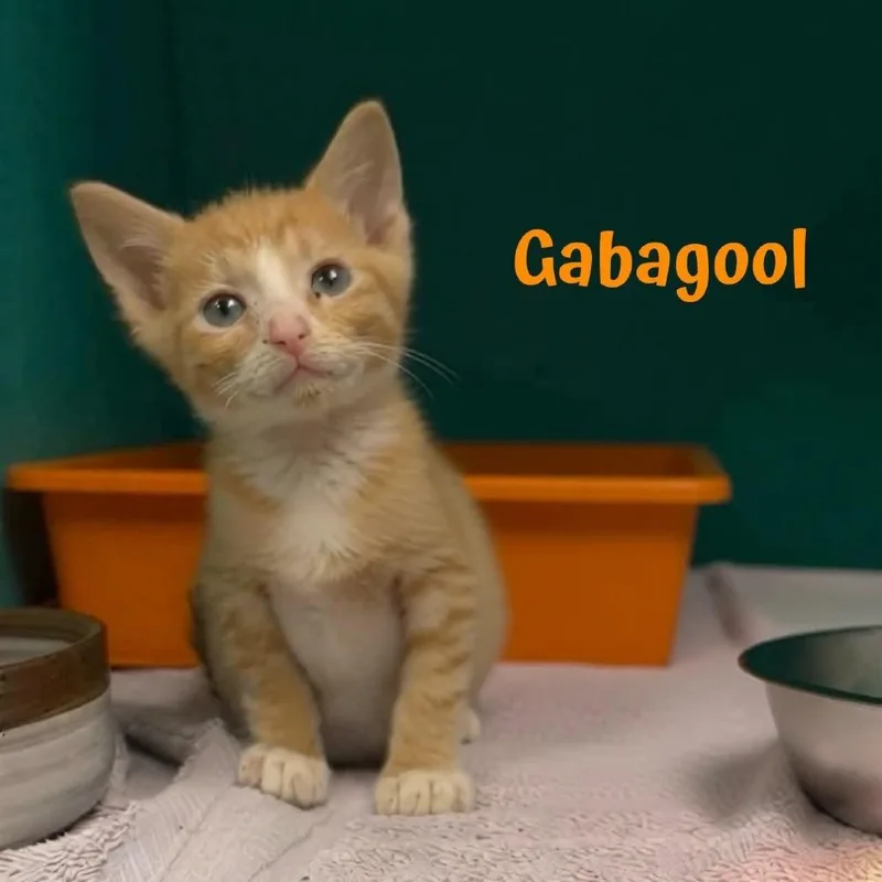 Gabagool thumbnail 4