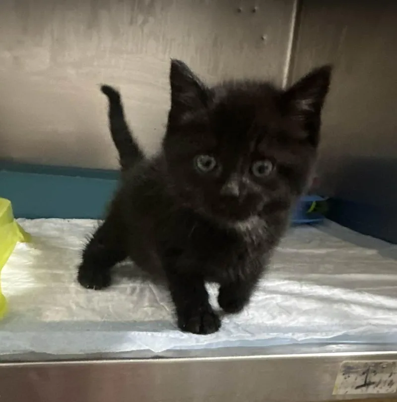 A baby medium-sized male Black Domestic Short Hair cat named Bryce for adoption in New York, NY