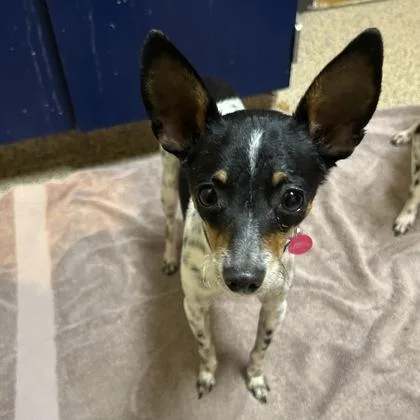 An adult small-sized male Rat Terrier dog named Martin for adoption in Merriam, KS