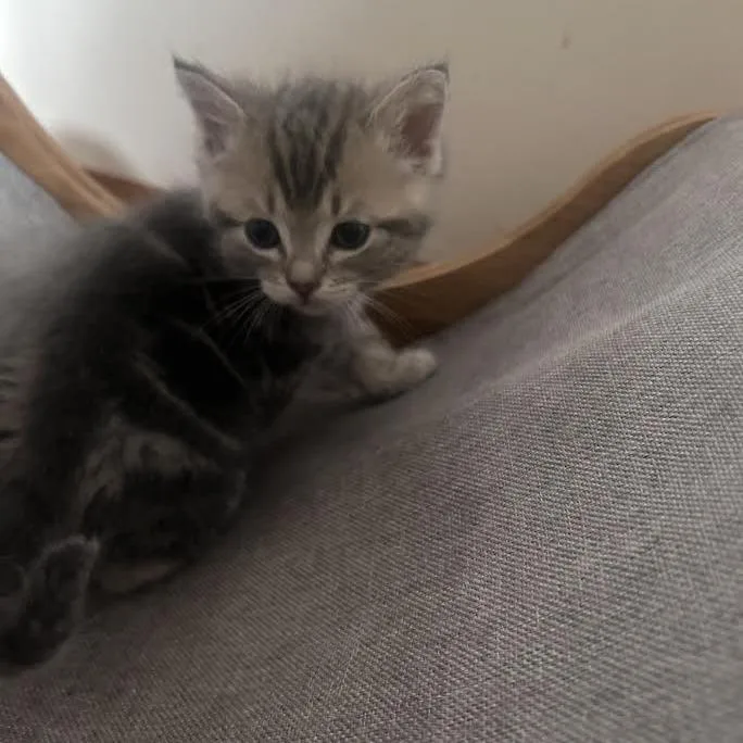 A baby small-sized male Buff / Tan / Fawn Domestic Short Hair cat named Java for adoption in Madison, WI