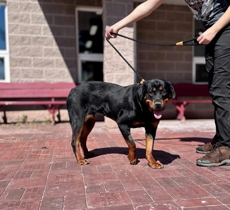 An adult medium-sized female Rottweiler dog named Kiara for adoption in Wooster, OH