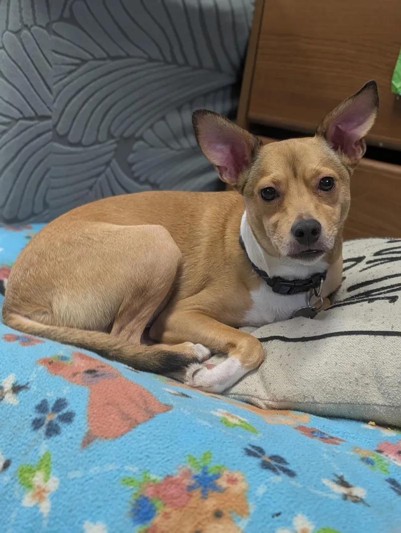 An adult small-sized female Golden Chiweenie dog named Bailey for adoption in Blytheville, AR