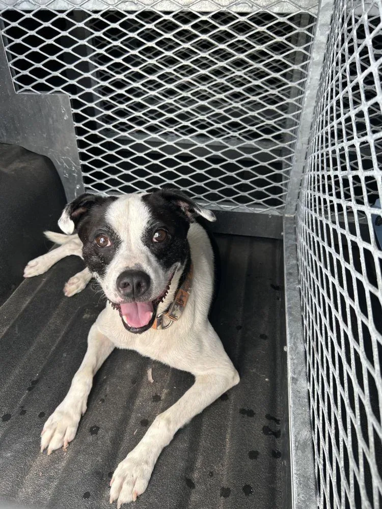 An adult medium-sized male Black Mixed Breed dog named Thunder for adoption in Alexandria, VA