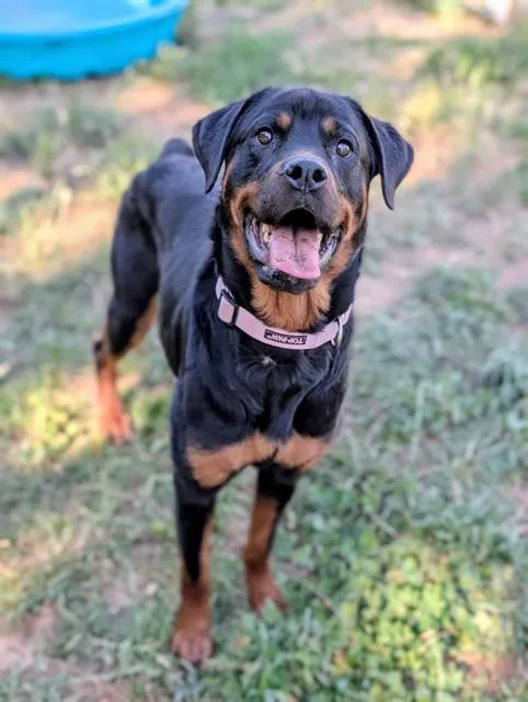 A young medium-sized female Rottweiler dog named River for adoption in Sacramento, CA