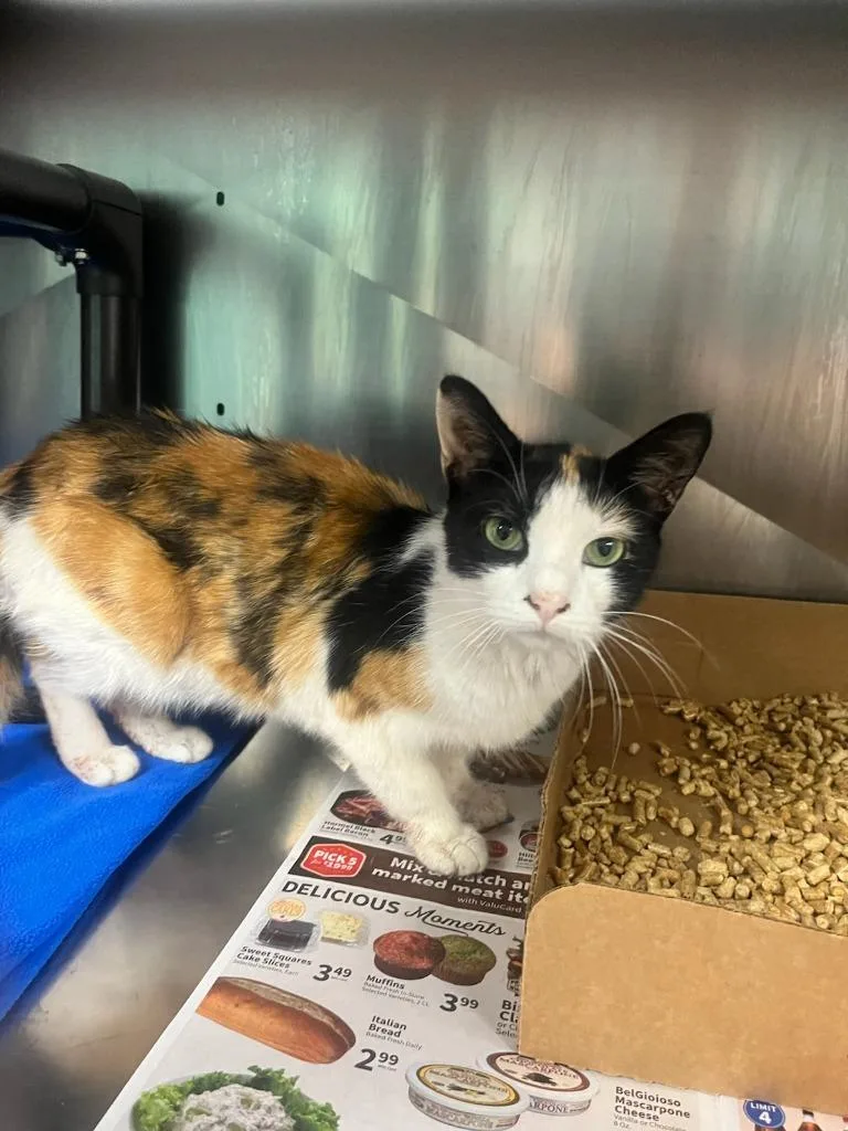 A young large-sized female Calico cat named Noodles for adoption in Chickamauga , GA