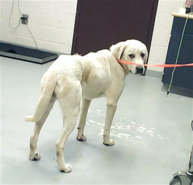 A young medium-sized male Great Pyrenees dog named Noodle for adoption in Fayetteville, NC