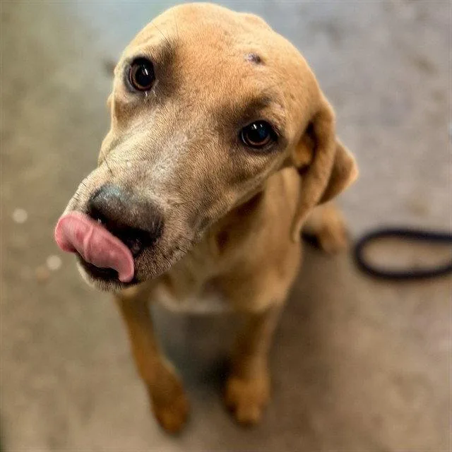 An adult large-sized female Black Mouth Cur dog named Tailor for adoption in Tavares, FL