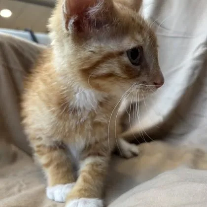 A baby small-sized male Domestic Short Hair cat named Blaze for adoption in Janesville, WI