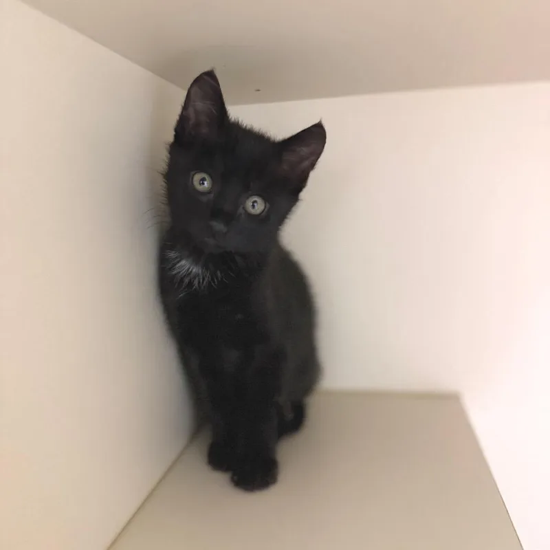 A baby small-sized male Black Domestic Short Hair cat named Fiyero for adoption in Bradenton, FL