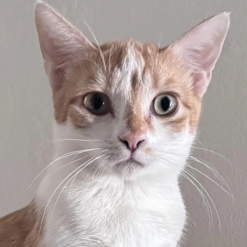 A young small-sized female White Domestic Short Hair cat named Willow for adoption in Hemet, CA