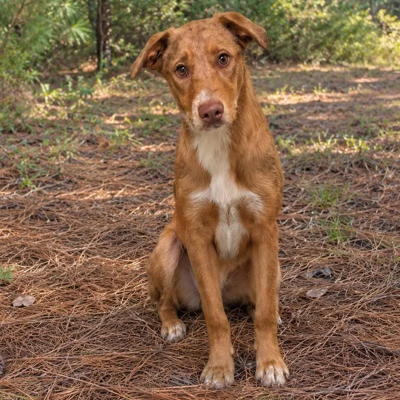A young medium-sized male Mixed Breed dog named Disel for adoption in Guntersville, AL