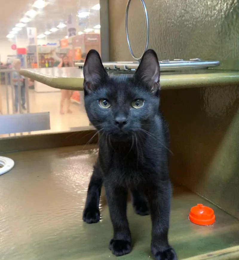 A baby medium-sized male Black Domestic Short Hair cat named Pietro for adoption in Miami, FL