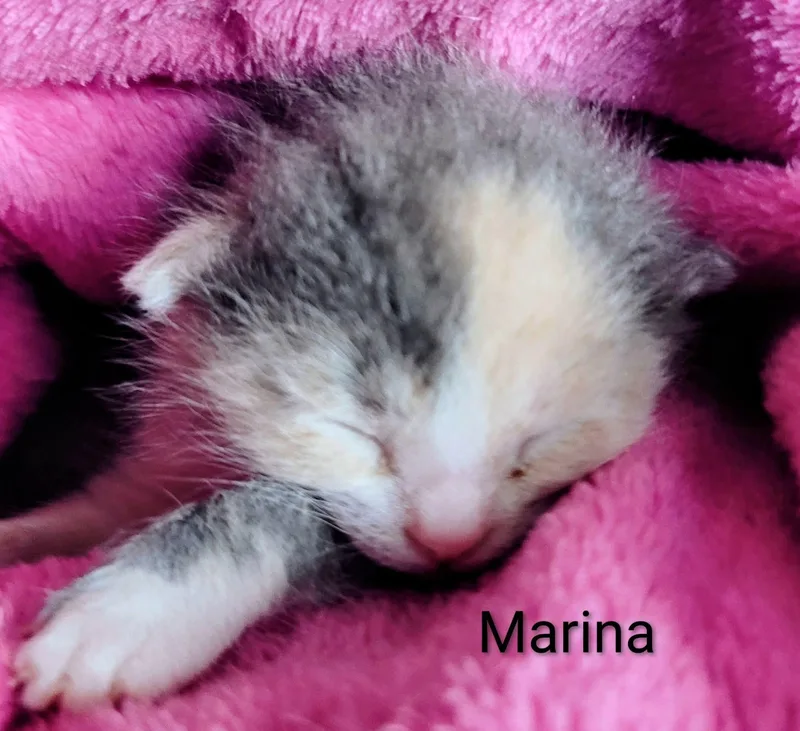 Marina Cat