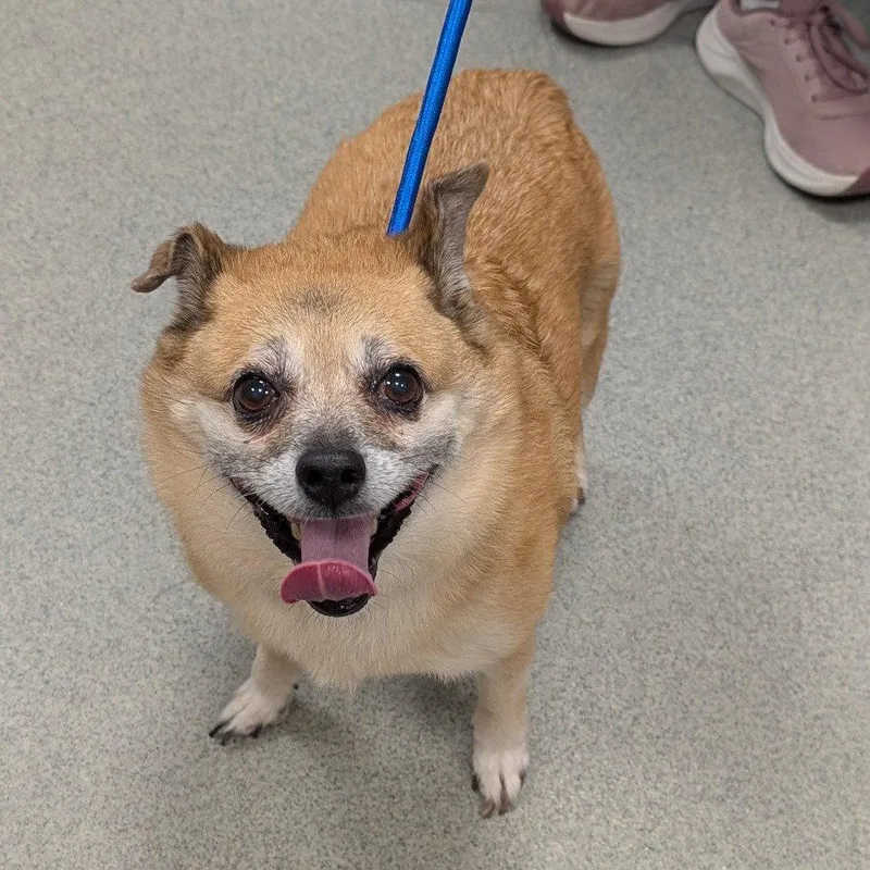 A senior medium-sized female Chihuahua dog named Cinnamon for adoption in New Castle, DE