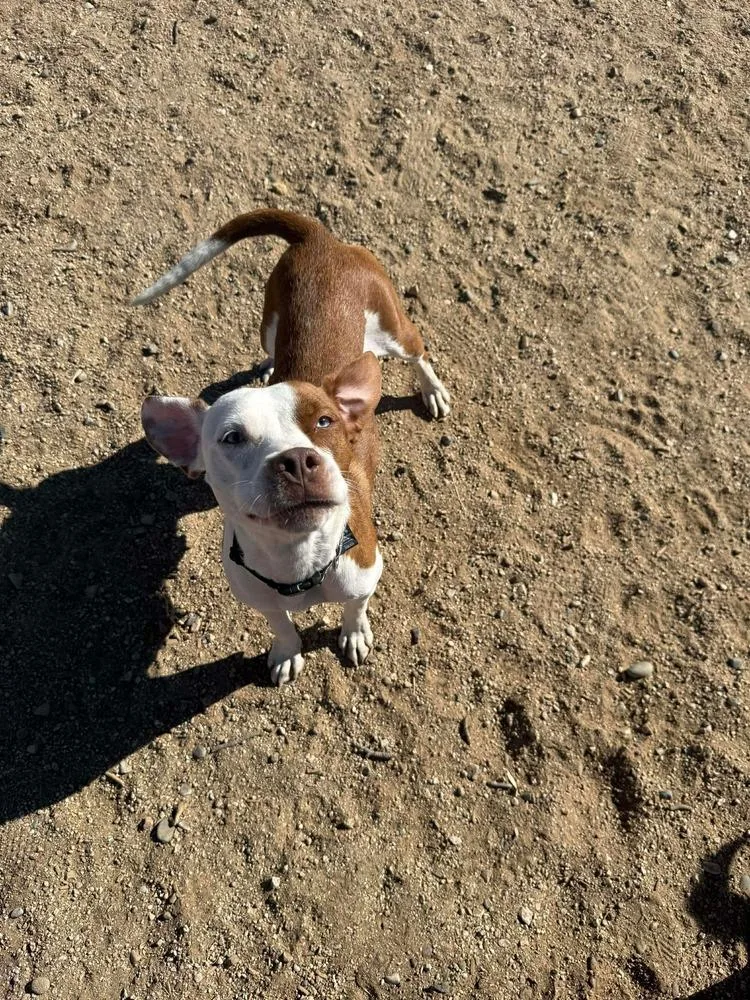 Ruby Ann thumbnail 4