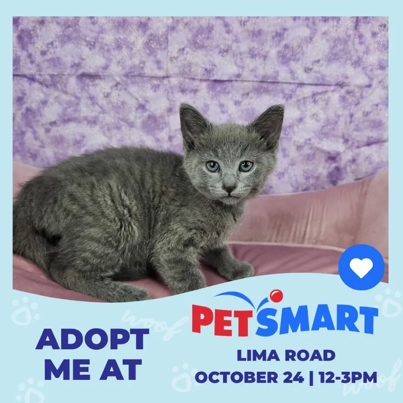 A baby small-sized male Gray / Blue / Silver Domestic Short Hair cat named Grumpy for adoption in Fort Wayne, IN