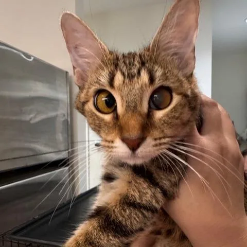 A young medium-sized female Domestic Short Hair cat named Luna for adoption in Cumming, GA
