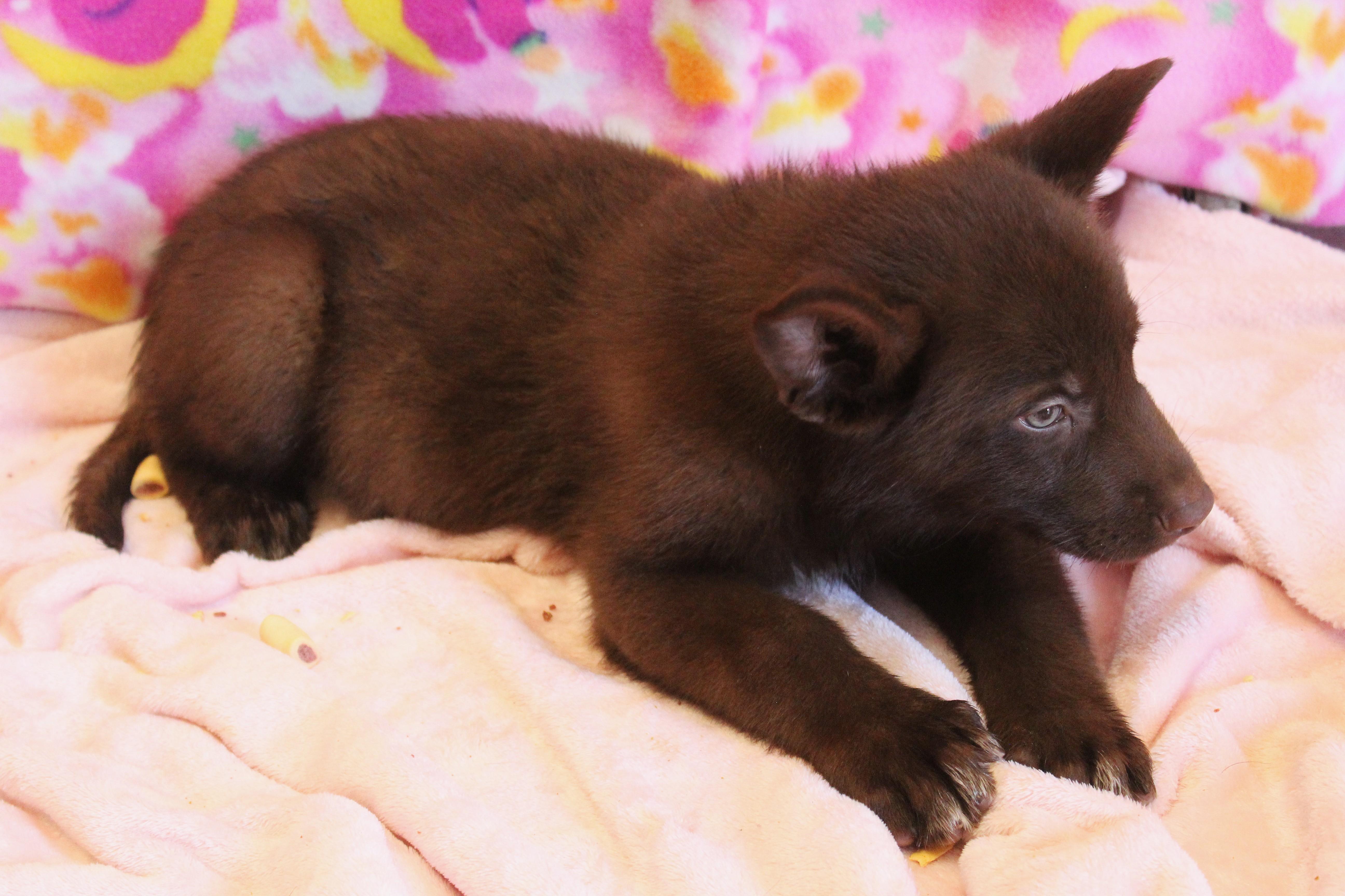 A baby large-sized male Brown / Chocolate German Shepherd Dog dog named Pecan for adoption in Yucca Valley, CA