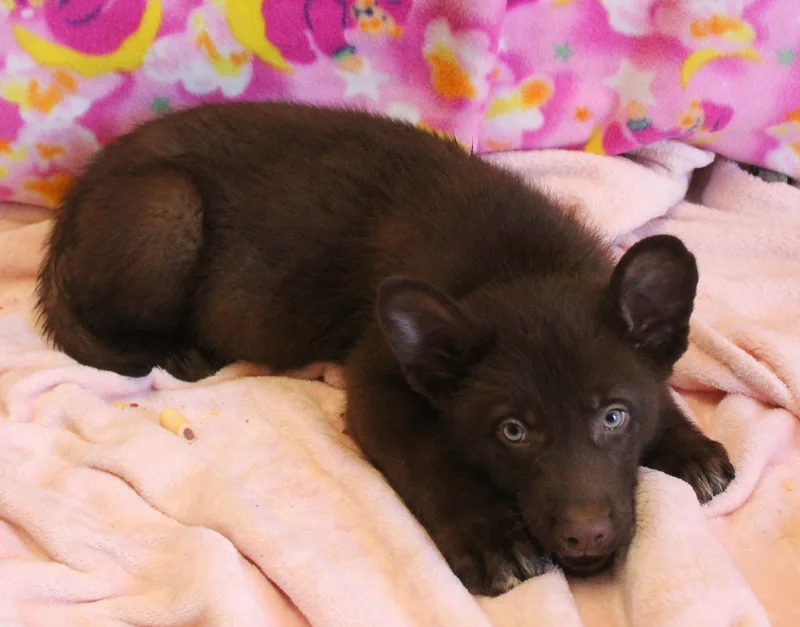 Pecan thumbnail 3
