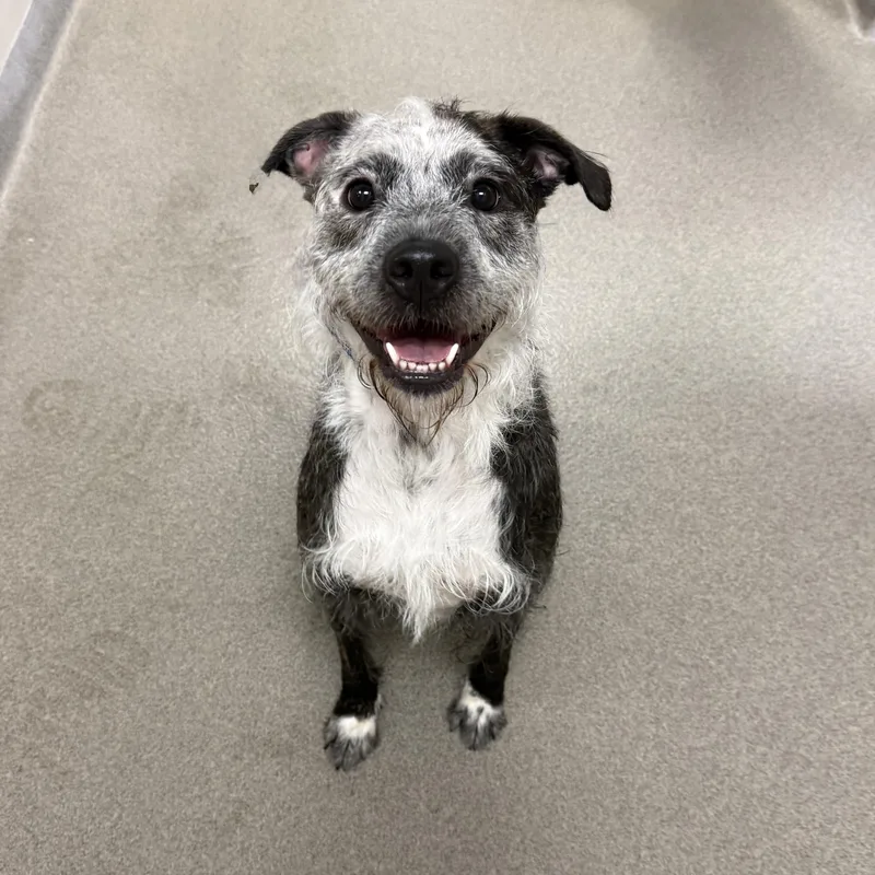 An adult medium-sized female German Wirehaired Pointer dog named Eileen for adoption in Kearney, NE