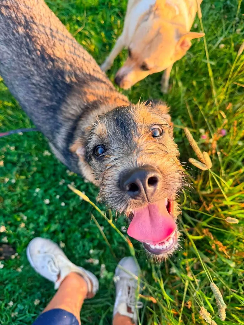 A young large-sized male Terrier dog named Ace for adoption in New London, WI