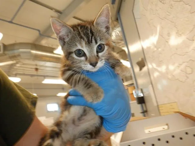 A baby small-sized female Domestic Short Hair cat named Bridgett for adoption in San Jose, CA
