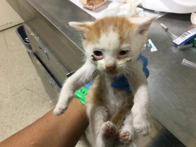 A baby small-sized male Domestic Short Hair cat named Jim for adoption in Riverside, CA
