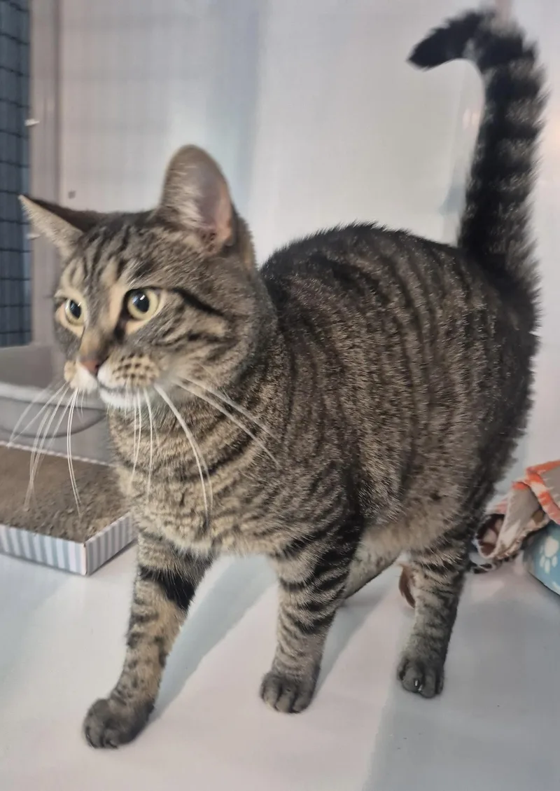 A young medium-sized male Domestic Short Hair cat named Tigger for adoption in Jeffersonville, IN