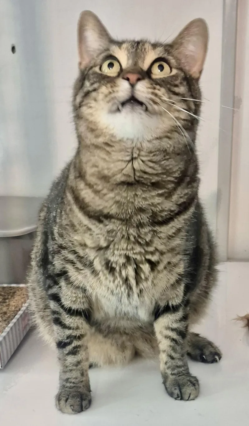 Tigger thumbnail 4