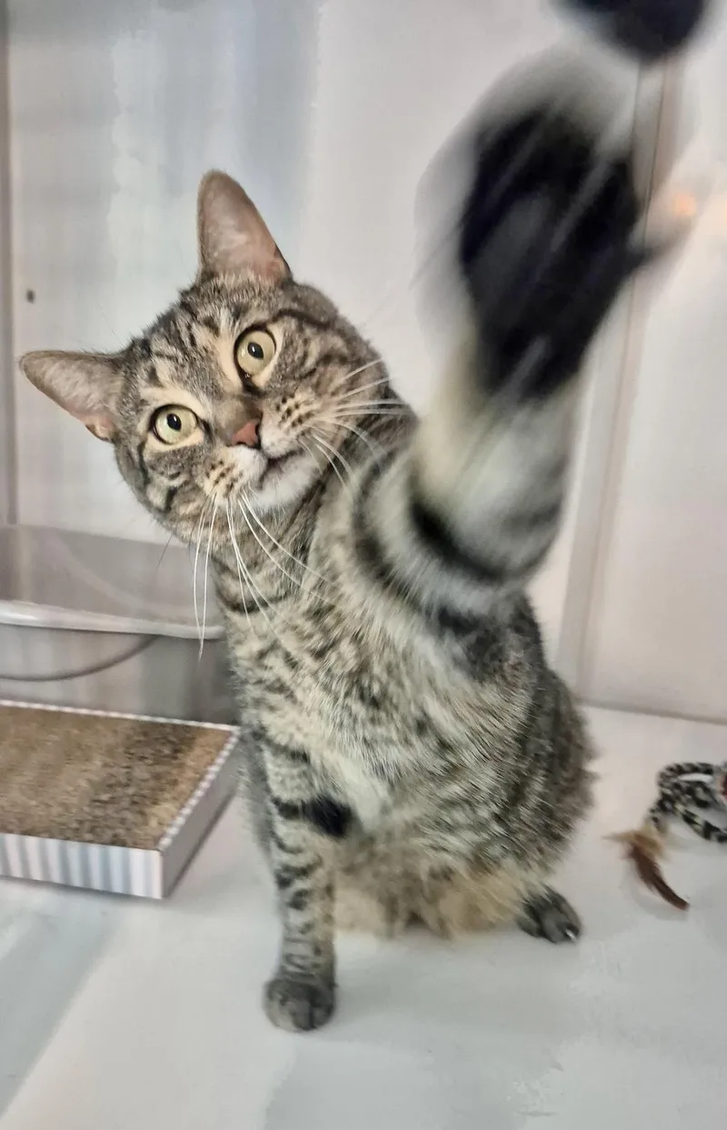 Tigger thumbnail 5
