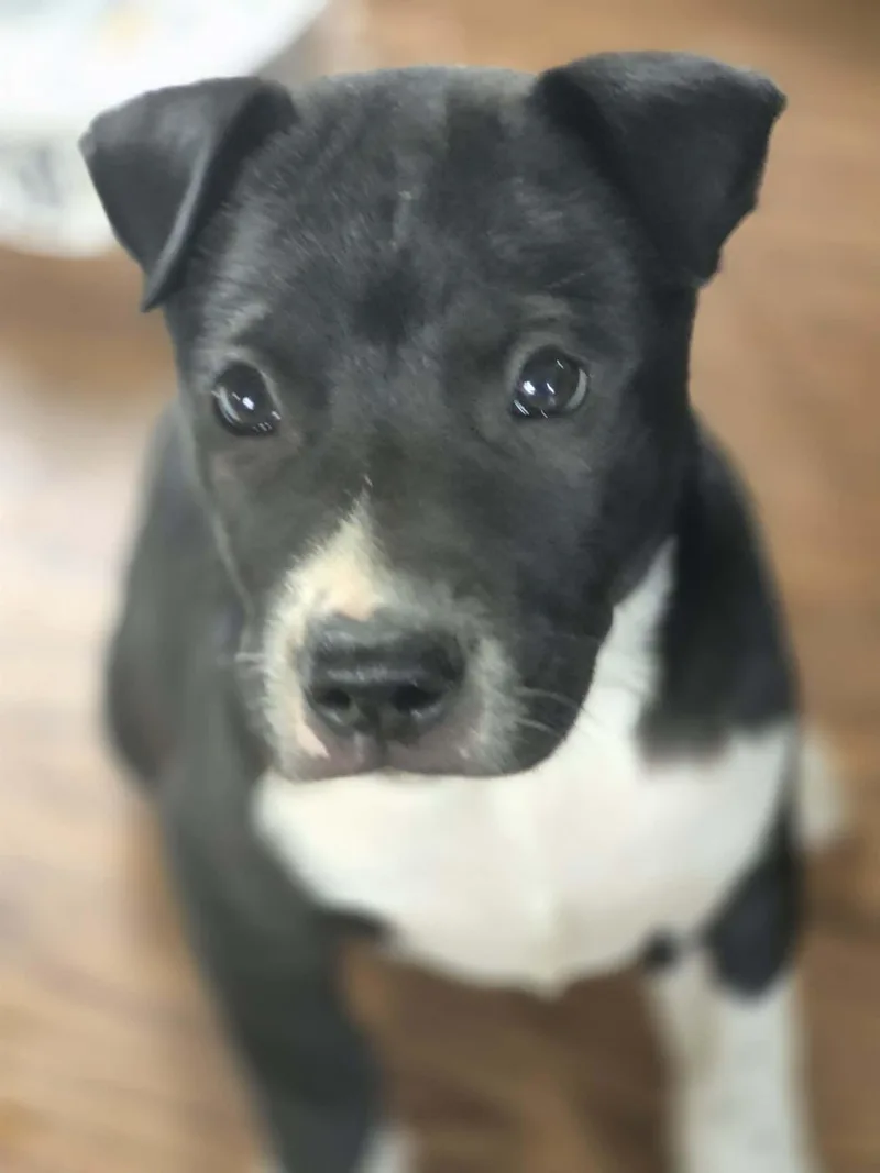A baby medium-sized male Black American Bulldog dog named Brisket for adoption in Byron, IL