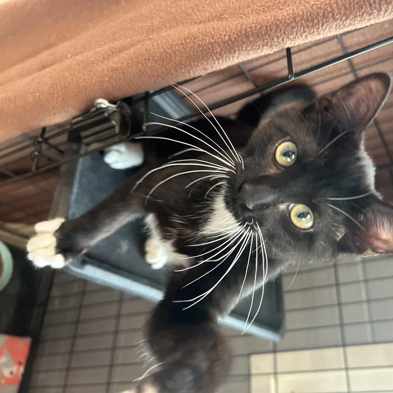 A baby medium-sized female Black & White / Tuxedo Tuxedo cat named Pudding for adoption in Gainesville, TX