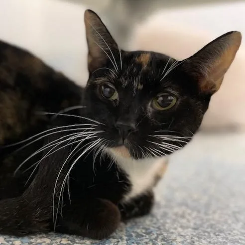 An adult large-sized female Calico Domestic Short Hair cat named May for adoption in Stafford, VA