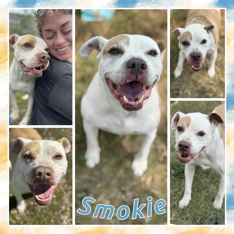 Smokie