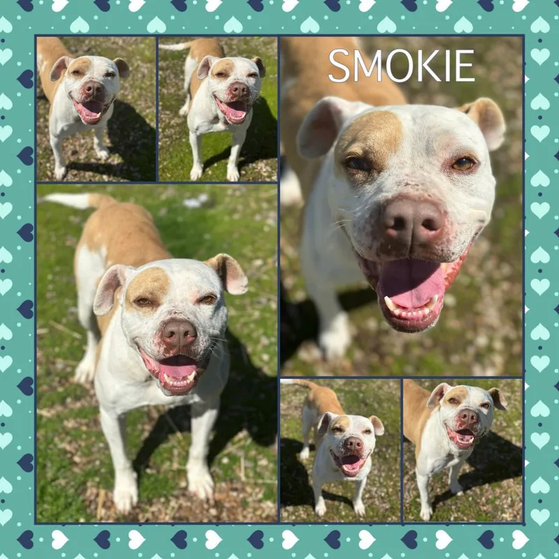 Smokie thumbnail 2