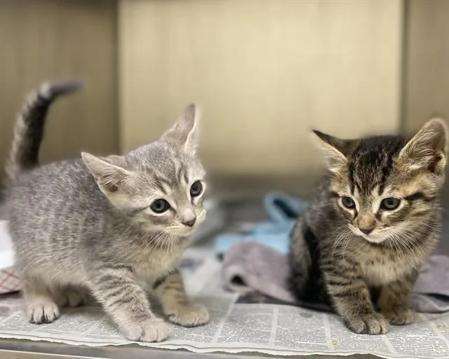 A baby small-sized male Domestic Short Hair cat named Whimsey for adoption in Tustin, CA