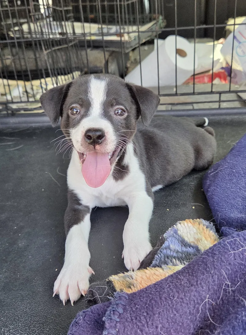 A baby medium-sized male Jack Russell Terrier dog named Sparks for adoption in Manchester, CT