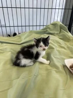 A baby medium-sized female Domestic Short Hair cat named Katana for adoption in West Memphis, AR